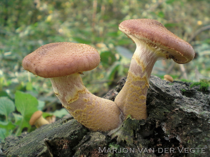 Knolhoningzwam - Armillaria lutea